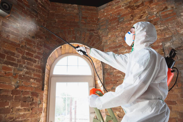  , USA Mold Removal Pros